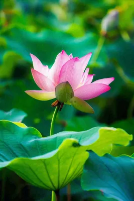 夏日池塘荷花盛开清凉唯美翠绿摄影图 夏日池塘荷花盛开清凉唯美翠绿摄影图