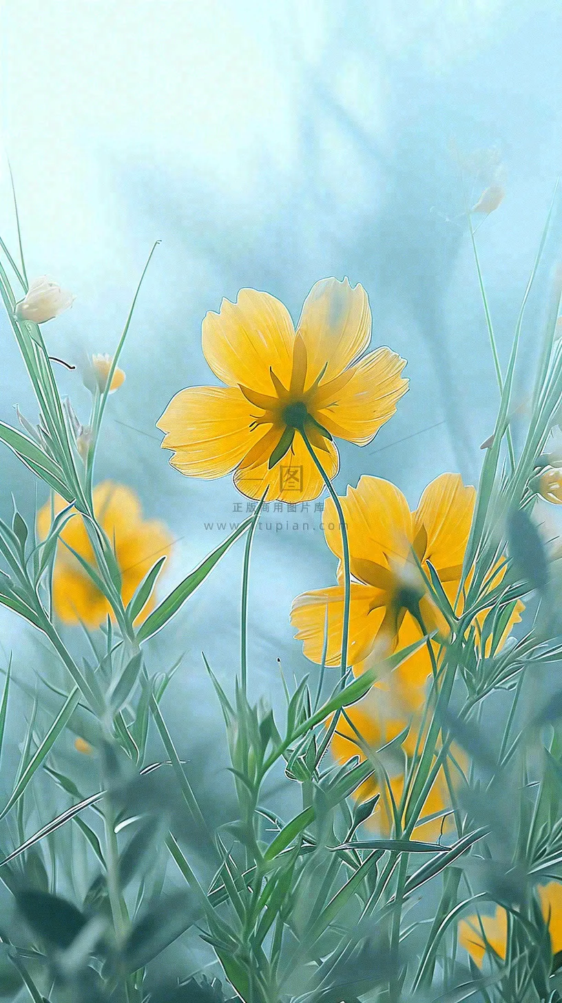 春天小黄花花朵阳光蓝天白云清新,立春惊蛰春分摄影图