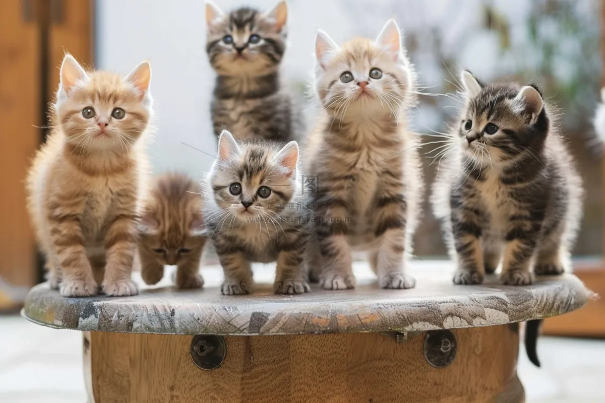 猫咪宠物猫可爱动物摄影图