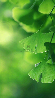夏天绿色银杏叶树枝阳光小清新唯美小暑大暑处暑摄影图