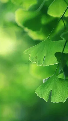 夏天绿色银杏叶树枝阳光小清新唯美小暑大暑处暑摄影图