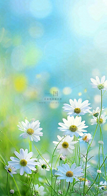 绿色清新野菊花特写春夏花朵摄影图