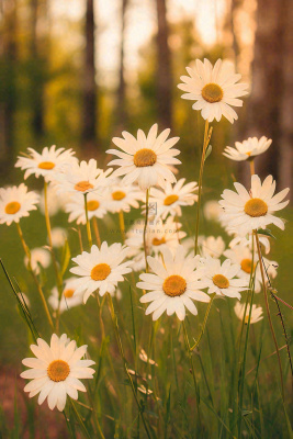 落日小花小草花朵特写，郊游玩耍意境摄影图