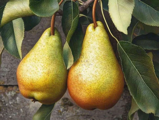 梨树成熟的梨子水果可口摄影图