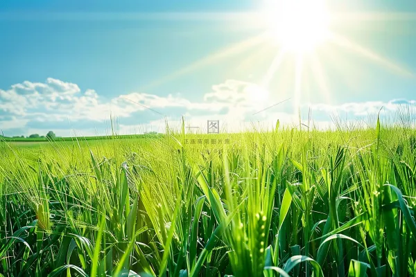 夏日公园石头上的小鸟绿意摄影图