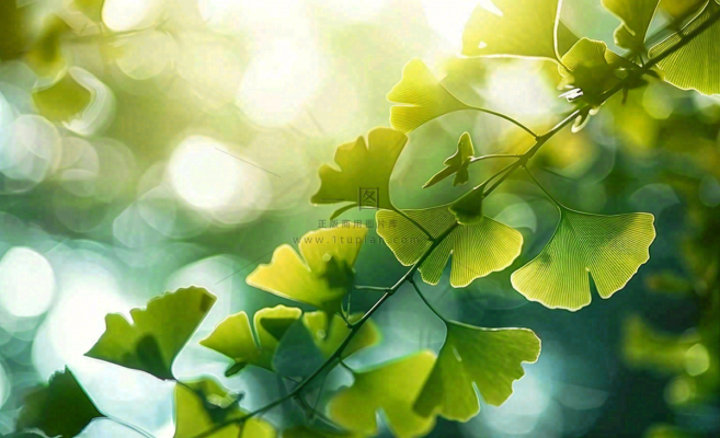 夏天绿色银杏叶树枝阳光小清新唯美小暑大暑处暑摄影图