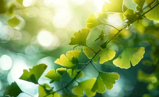 夏天绿色银杏叶树枝阳光小清新唯美小暑大暑处暑摄影图