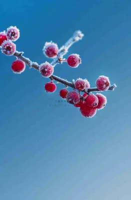 冬天白霜覆盖的红色覆盆子寒冷霜降摄影图