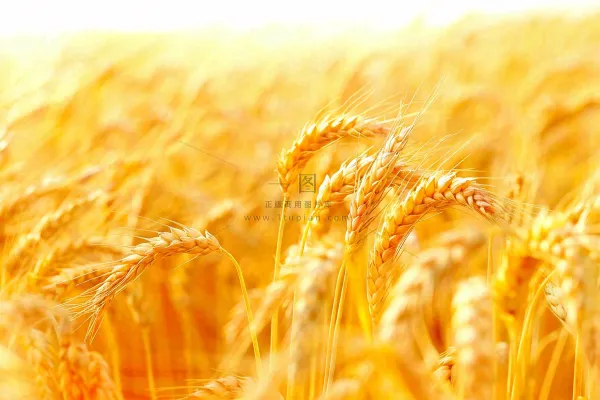 金黄的麦田小麦麦穗芒种秋收秋分摄影图