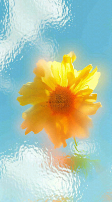 蓝天白云向日葵新鲜黄色花束,清新朦胧 蓝天白云向日葵新鲜黄色花束,清新朦胧