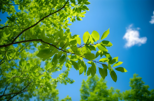 绿色的树枝和蓝天的照片风格摄影图桌面壁纸
