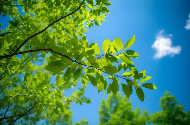 绿色的树枝和蓝天的照片风格摄影图桌面壁纸