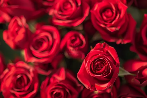 玫瑰花鲜花花朵摄影图