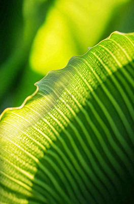 香蕉树芭蕉叶绿色植物摄影图 香蕉树芭蕉叶绿色植物摄影图