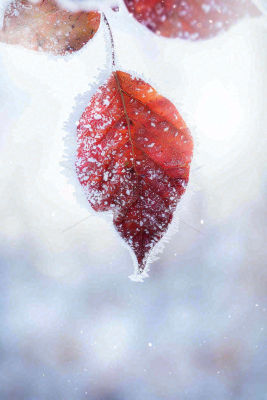 结满白霜雪花的树叶霜降摄影图 结满白霜雪花的树叶霜降摄影图