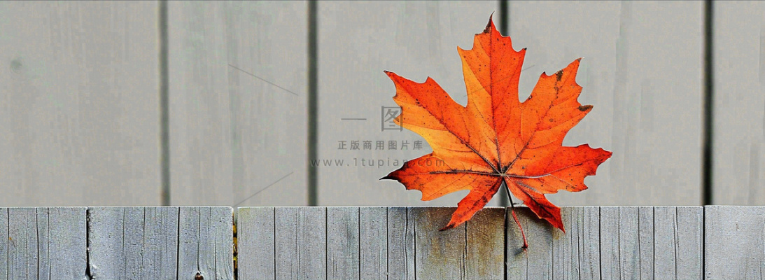 秋天红色秋叶简约特写，立秋秋分摄影图