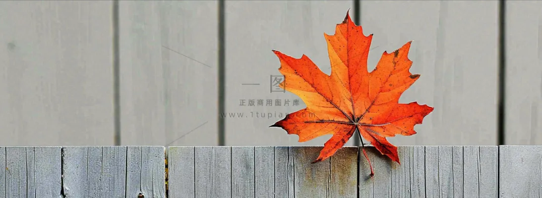 秋天红色秋叶简约特写，立秋秋分摄影图