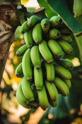香蕉树芭蕉叶青香蕉水果摄影图