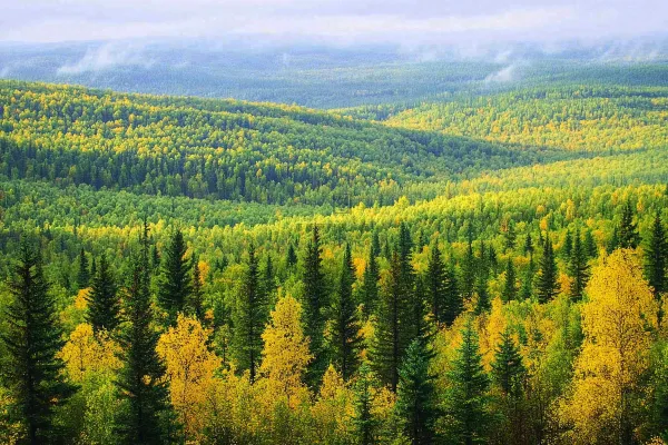 秋天立秋森林大自然风景摄影图 秋天立秋森林大自然风景摄影图