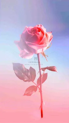 渐变玫瑰花创意插画情人节背景