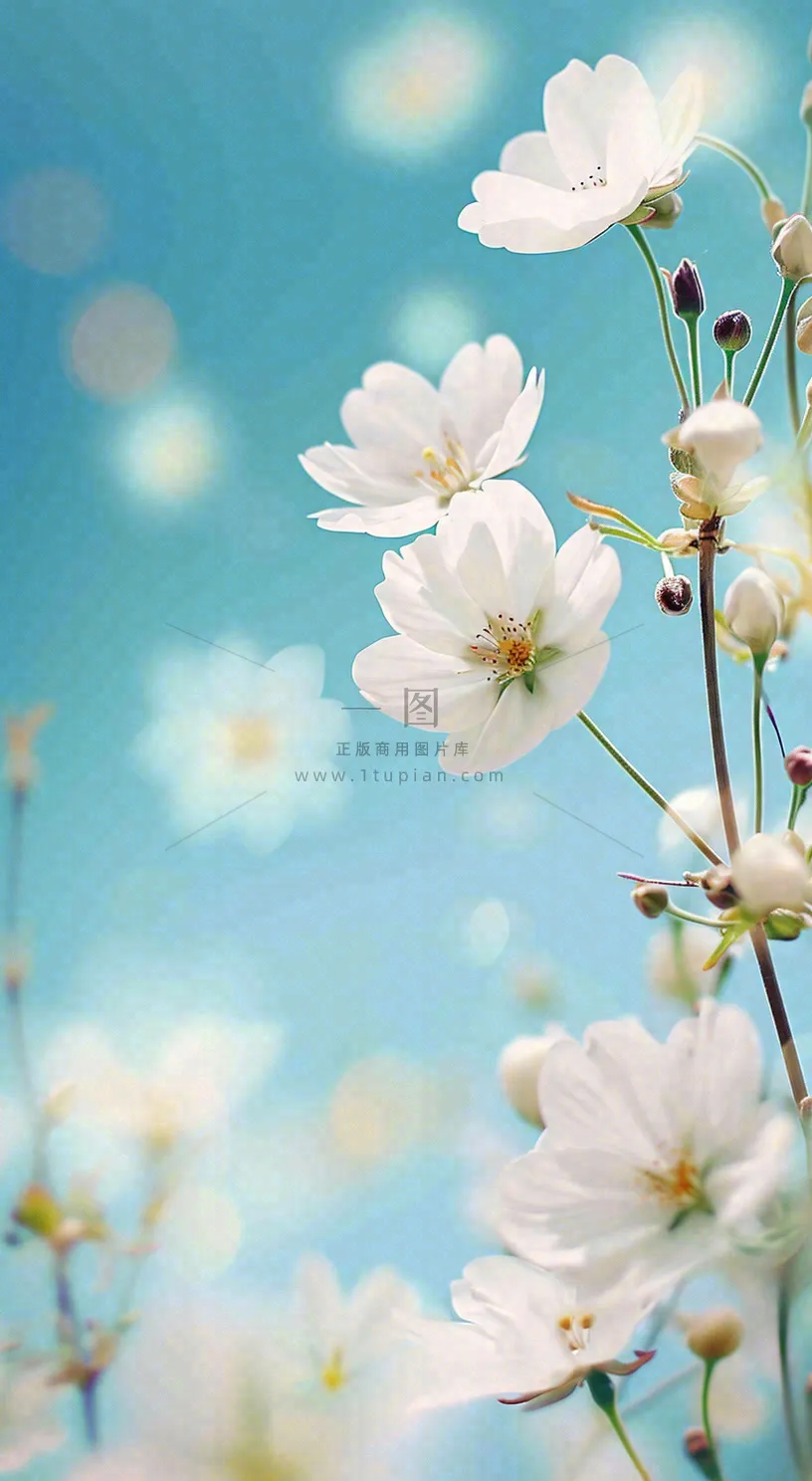 春天浪漫白色樱花花朵,立春春分摄影图