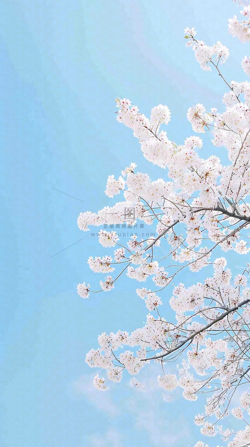 春天开满花朵的树冠仰拍蓝色天空，立春，春分摄影图