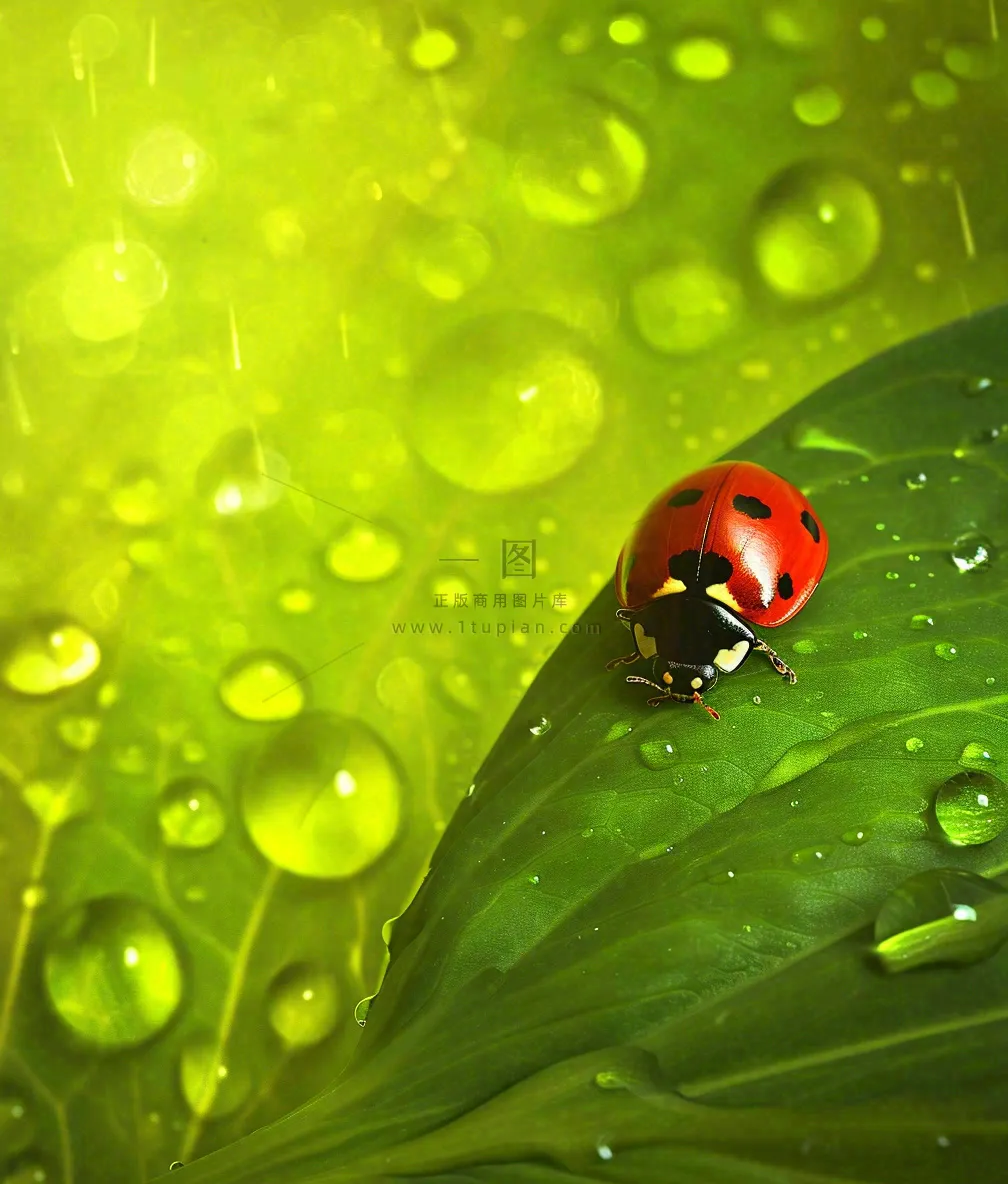 春天夏天七星瓢虫动物昆虫在绿叶上，谷雨立夏夏至小暑摄影图