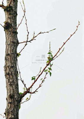 简约白底户外枝叶树枝,极简中国风,立冬摄影图 简约白底户外枝叶树枝,极简中国风,立冬摄影图