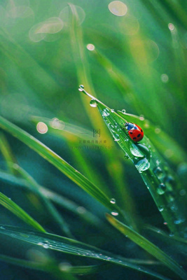 绿叶草丛露珠瓢虫昆虫雨水谷雨惊蛰摄影图