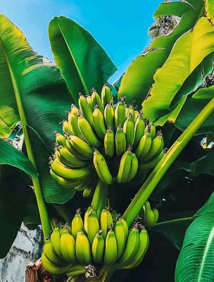 香蕉树芭蕉叶青香蕉水果摄影图