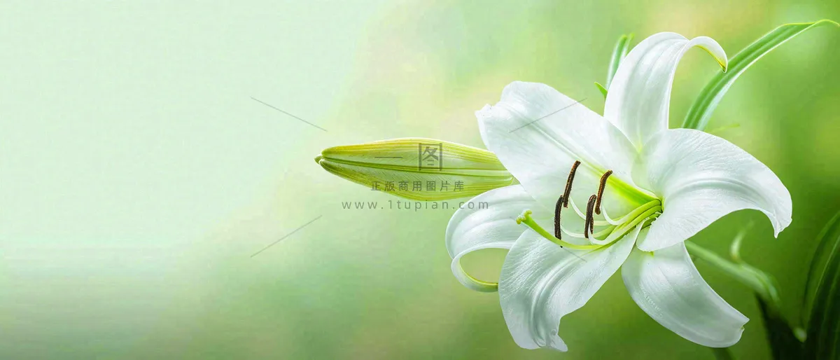 白色鲜花百合花鲜花意境简约，教师节淡雅摄影图