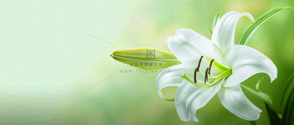 白色鲜花百合花鲜花意境简约,教师节淡雅摄影图 白色鲜花百合花鲜花意境简约,教师节淡雅摄影图