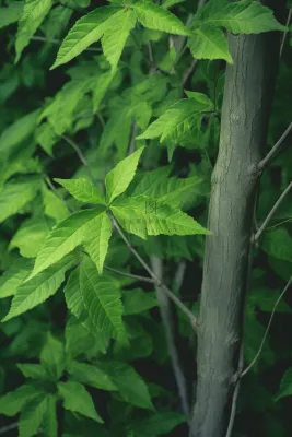 简约树叶清新绿色大气摄影背景