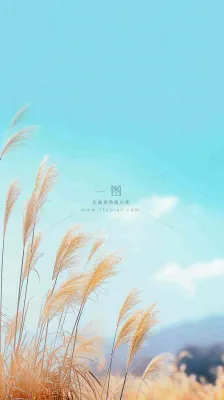 秋天蓝天户外芦苇草，立秋秋分摄影图