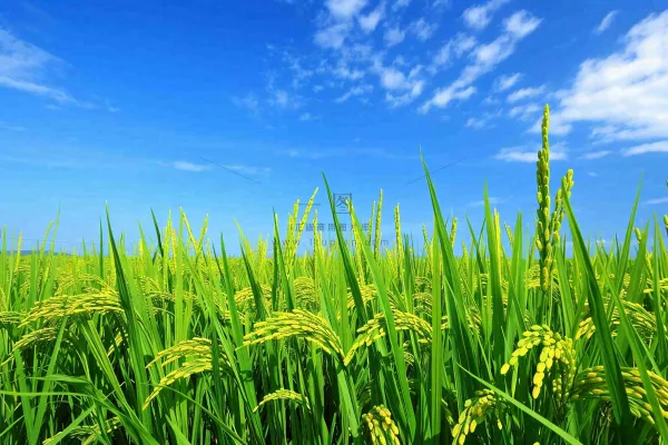 水稻稻穗农田种植生长摄影图