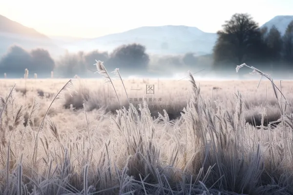白霜植物叶子雾凇摄影图