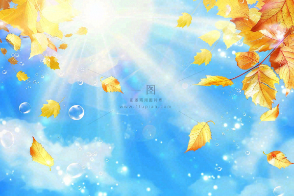 秋天黄色枫叶落叶蓝天白云刺眼阳光立秋秋分处暑背景 秋天黄色枫叶落叶蓝天白云刺眼阳光立秋秋分处暑背景