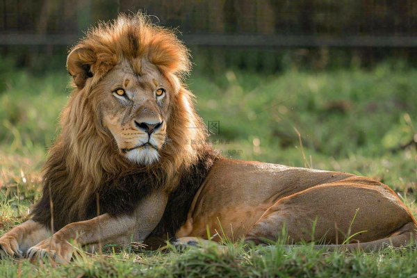 狮子雄狮动物非洲大草原保护动物摄影图