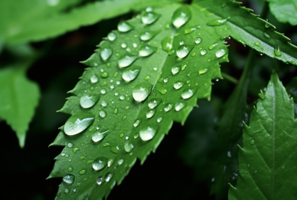 露珠绿叶摄影背景 露珠绿叶摄影背景