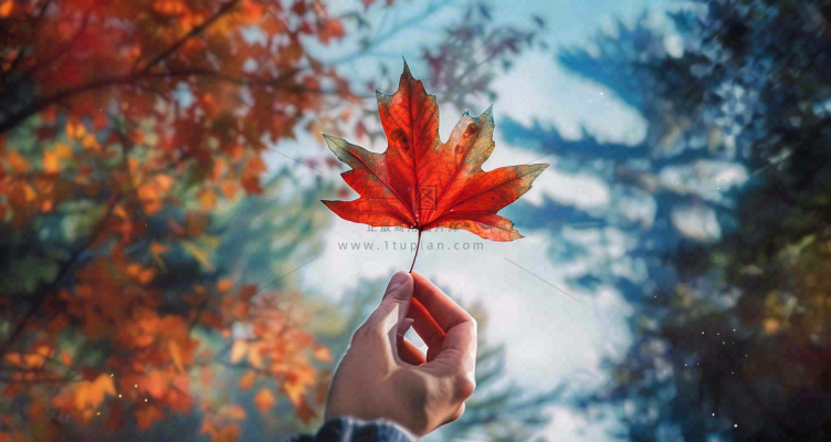 秋天手拿着一片红色枫叶金秋立秋秋分摄影图