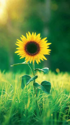 阳光下向日葵特写夏至夏天摄影图 阳光下向日葵特写夏至夏天摄影图