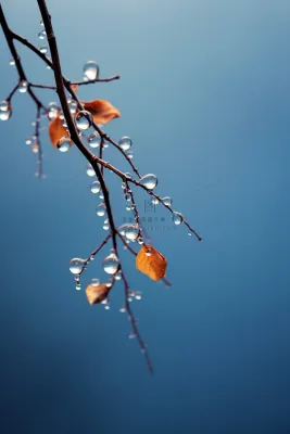 冰冷露珠树枝背景 冰冷露珠树枝背景