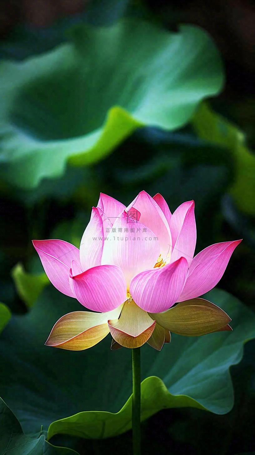 夏日清新荷塘荷花绿色大气摄影，立夏夏至处暑摄影图