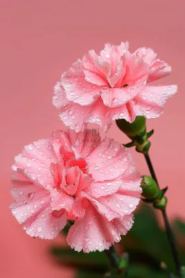 粉色康乃馨母亲节鲜花摄影图