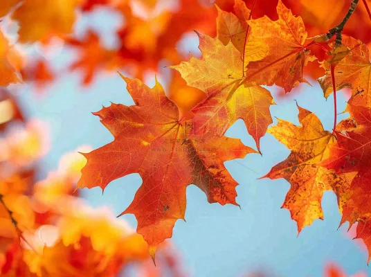 金秋红枫叶梧桐叶蓝天背景立秋秋分处暑摄影图 金秋红枫叶梧桐叶蓝天背景立秋秋分处暑摄影图