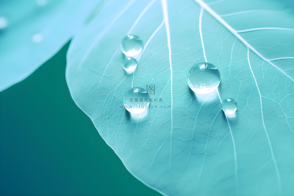 树叶露珠青色大气意境背景 树叶露珠青色大气意境背景