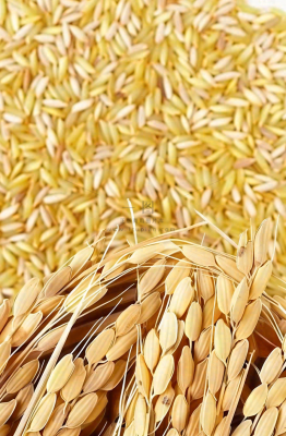 粮食稻谷米饭珍惜粮食丰收世界粮食日摄影图 粮食稻谷米饭珍惜粮食丰收世界粮食日摄影图