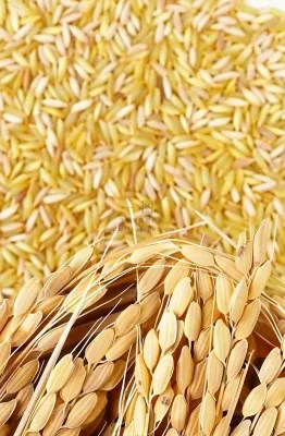 粮食稻谷米饭珍惜粮食丰收世界粮食日摄影图 粮食稻谷米饭珍惜粮食丰收世界粮食日摄影图