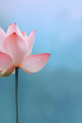 莲花唯美粉色简约节气海报背景 莲花唯美粉色简约节气海报背景