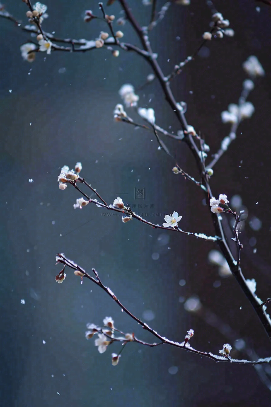 冬天雪花枝叶植物简约意境，冬季小雪大雪冬至摄影图